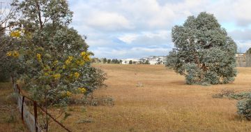 Call for Federal Government to block Defence housing project on Lawson grasslands