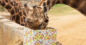 Birthday weekend at the Zoo for Hummer the giraffe and Mbali the meerkat