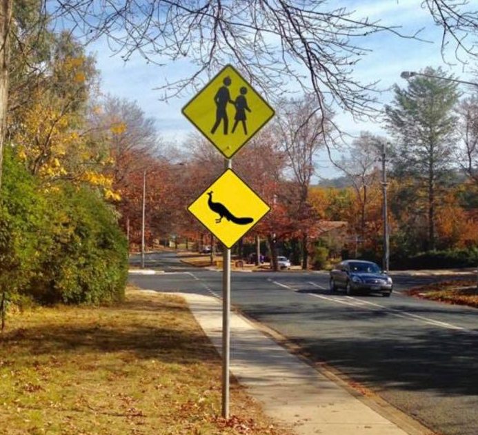 Peafowl warning road sign