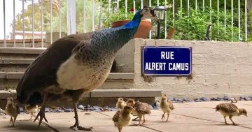 Patience the peahen and her five infant chicks killed by a fox