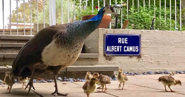 Another peacock killed by a car on a 'dangerous' Narrabundah street