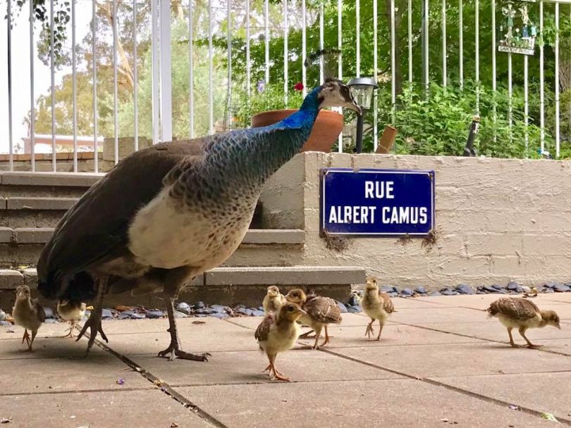 A peahen and peachicks at home in a backyard at Narrabundah.