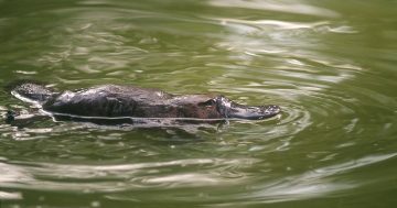 Waterwatch wants to make platypus surveys count