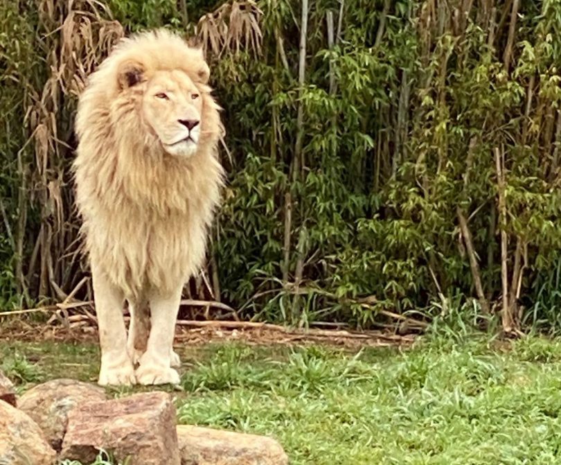 Jake the white lion at the National Zoo and Aquarium.