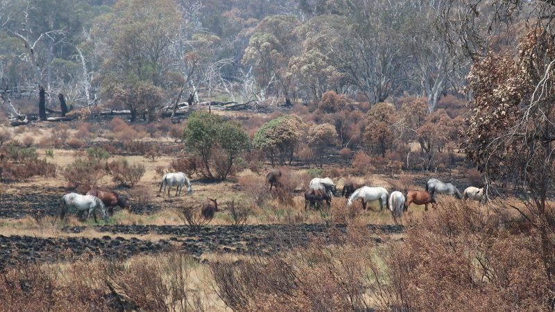 Horses in national park