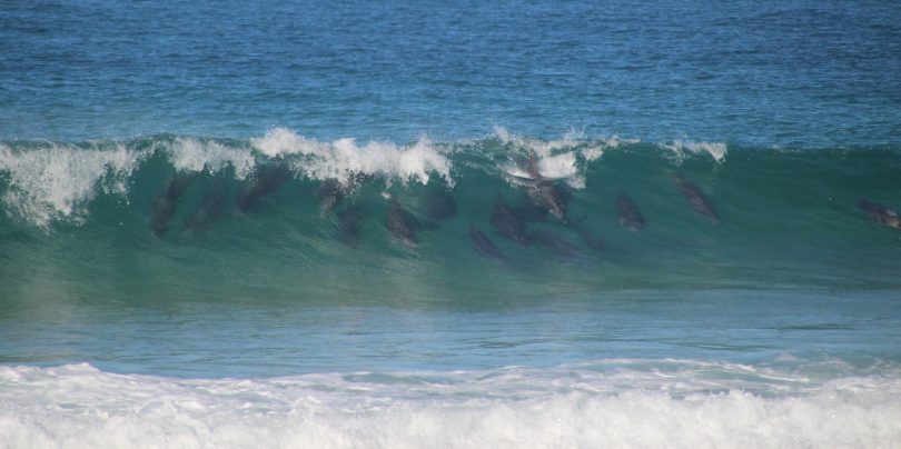 Dolphins surfing a wave.