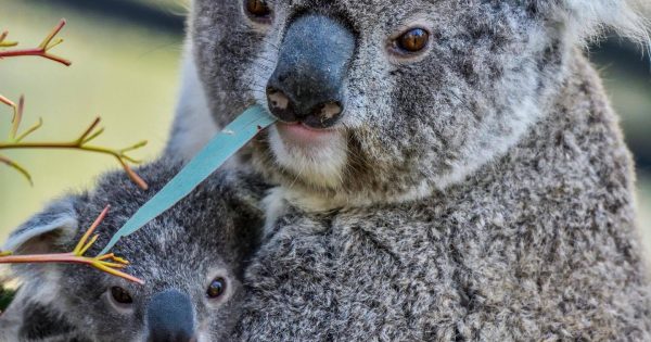 Can you think of a koala-ty name? National Zoo lets public name new joey