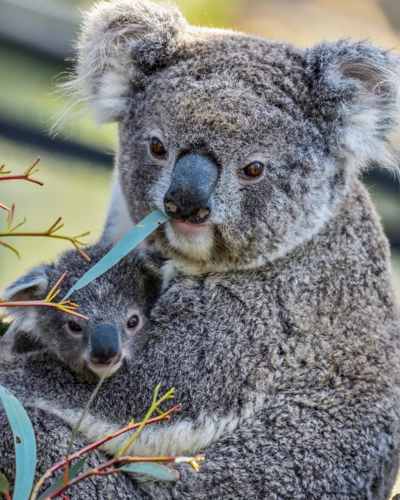 Mum Matilda and the unnamed joey