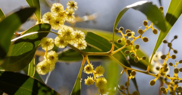 As one bumper pollen season comes to an end, another begins - but experts say there may be a silver lining