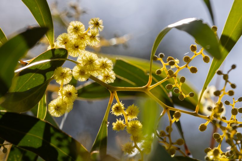 Nature's hi-vis plant, the wattle