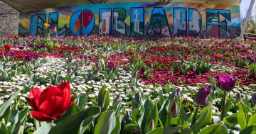 In bloomin' good news, Floriade to return the 'sounds of spring' to Commonwealth Park