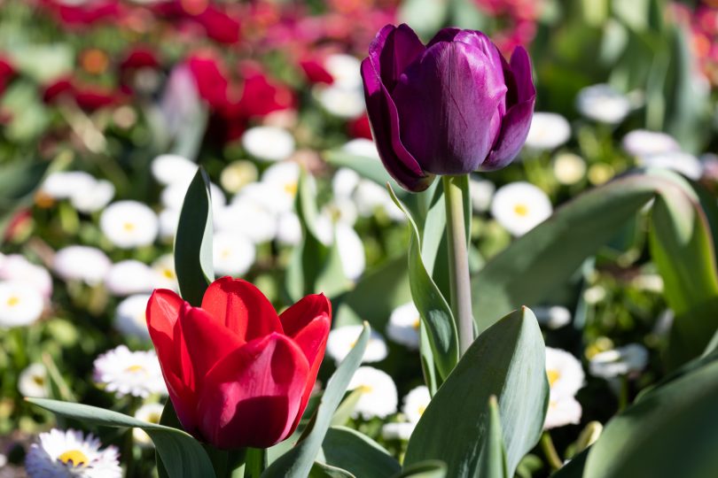 Tulips at Floriade