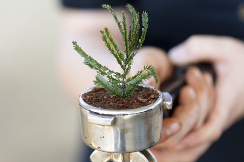 Plant growing in ground-coffee compost.