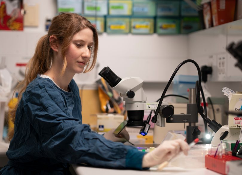 Hayley McNamara working at ANU's John Curtin School of Medical Research.