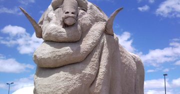 Big Merino turns purple for Goulburn’s 69th Lilac Festival