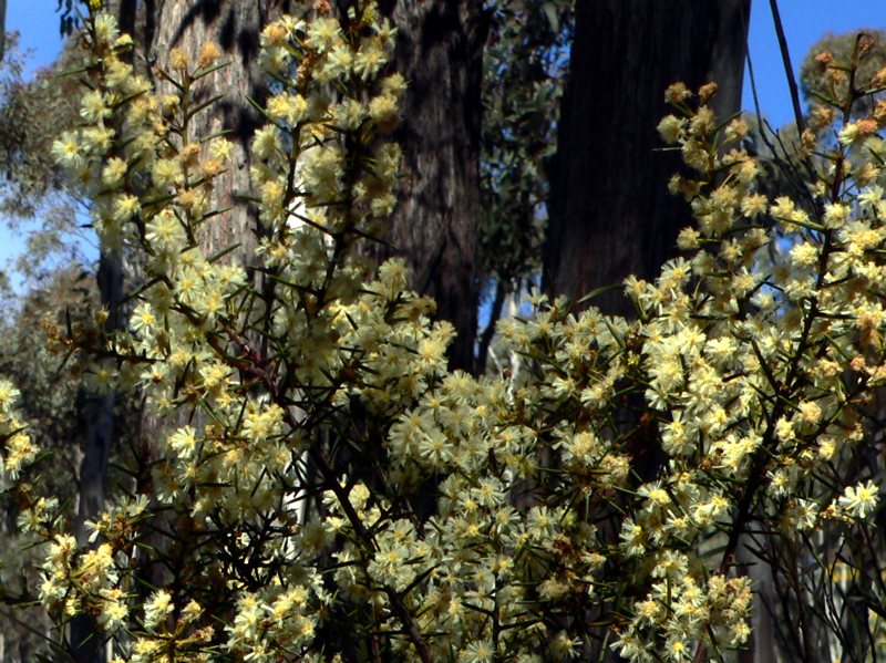 Early wattle tree in Canberra bushland.