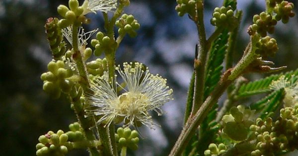 Every wattle has its day right around Australia