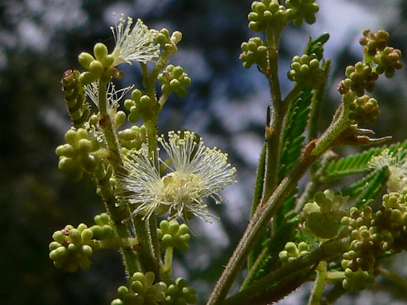 Buds of black wattle tree.