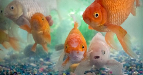 RSPCA’s Pets of the Week – Percy & The Swimmer Fish