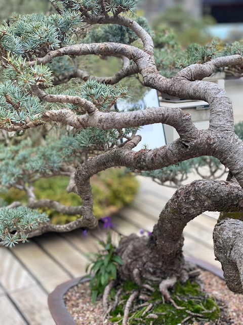 National Bonsai and Penjing Collection of Australia