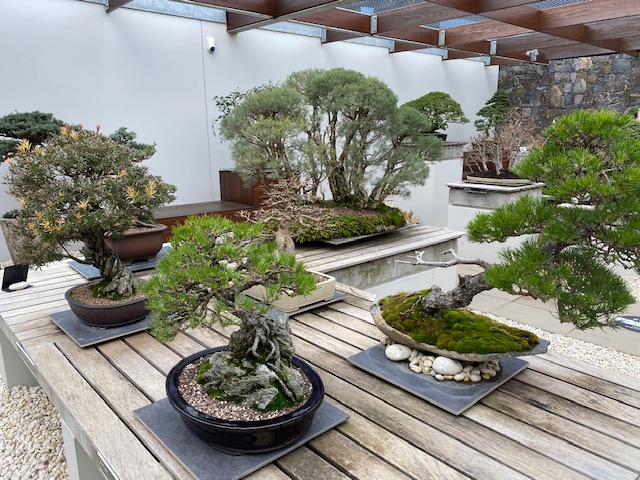 Arboretum bonsai