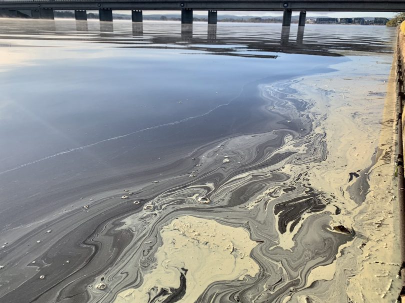 A stream of pollen on the foreshore of Lake Burley Griffin