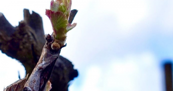 Canberra winemakers escape frost damage but aren't clear of danger yet