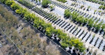After 106 years and 50 million trees, Yarralumla Nursery is getting a facelift