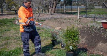 Tips to help your garden flourish this spring