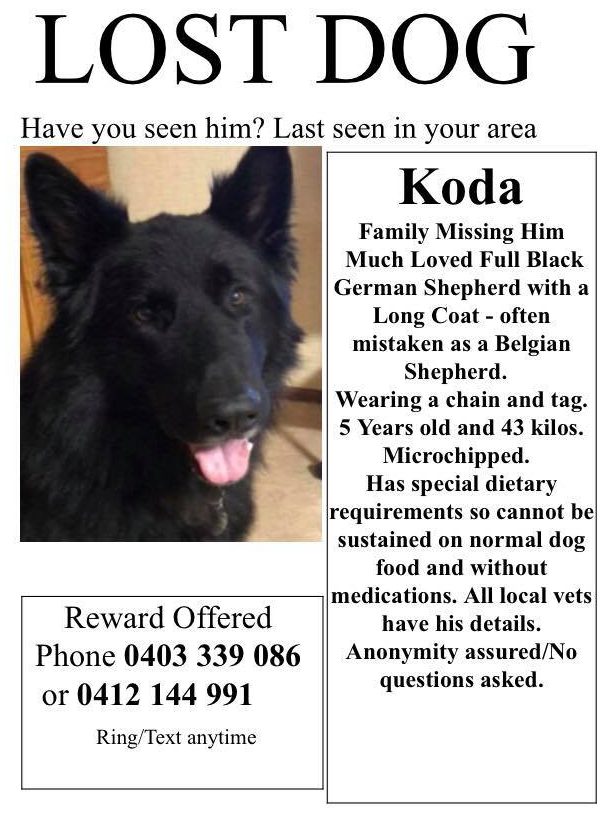 Missing dog flyer