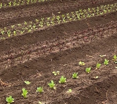 Vegetable garden layout