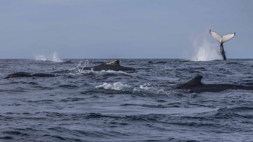 Pod of whales off NSW South Coast