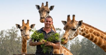 Families that are fed together, stay together: Giraffes at Mogo delight their fans