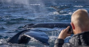 'Mega pod' of humpback whales spotted feeding off the coast of Eden and Merimbula