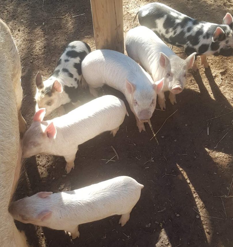 Piglets feeding on their mother at Yarralumla Play Station