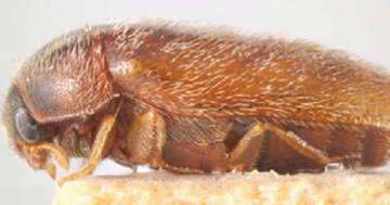 Department of Agriculture 'confident' khapra beetle outbreak is contained