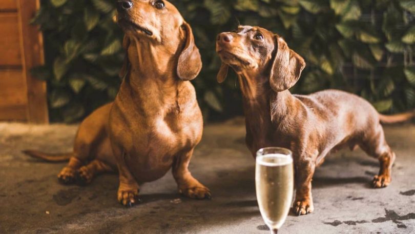 Prosecco with Pooches