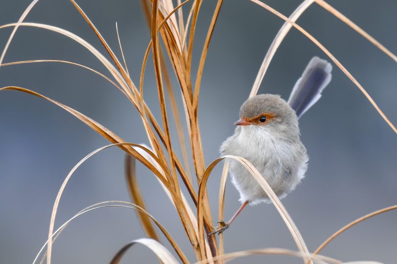 Fairy wren bird sitting on foliage.