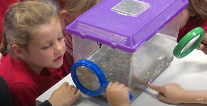 Young girl looking at tadpole in tank.