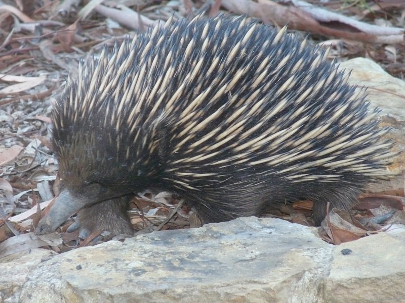 Echidna at Australian National Botanic Gardens.