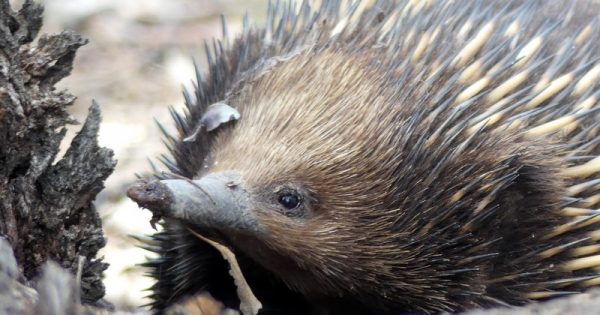 Echidnas are prickly but friendly Canberra locals