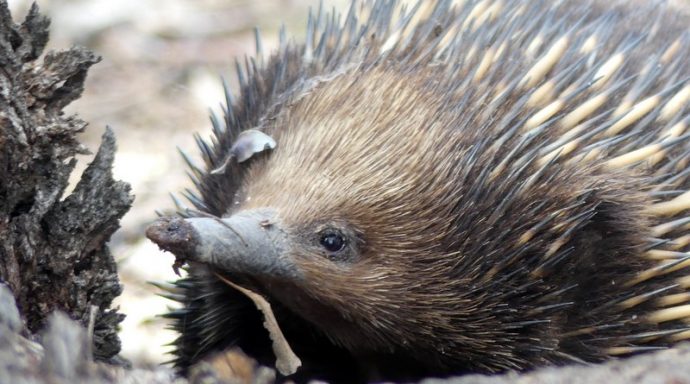 Echidnas are prickly but friendly Canberra locals | Riotact