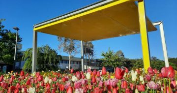 Community embrace of suburban Floriade sows seeds for the future