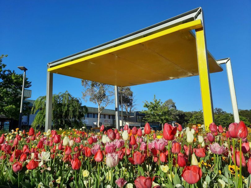 Tulips at Cooleman Court