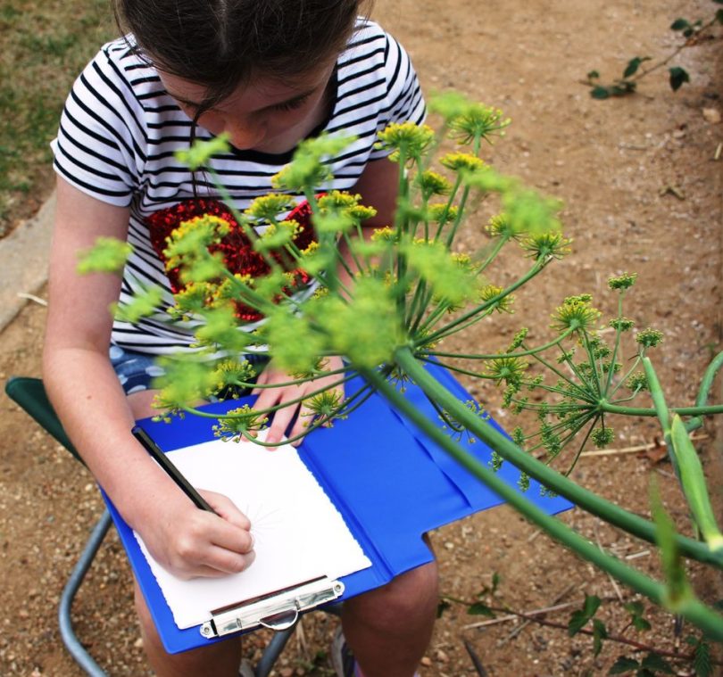 Children will take a tour around the gardens to look at and sketch the wonderful trees and plants