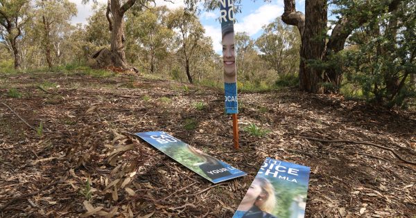 ACT Young Liberal president suspended for allegedly vandalising Liberal's corflutes