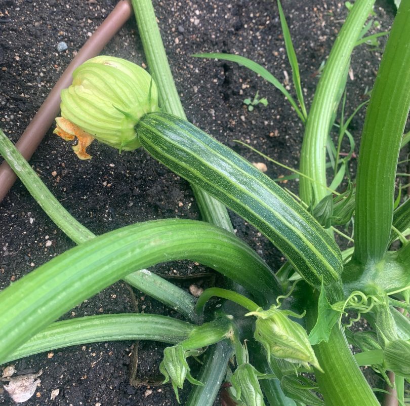 Picking zucchinis