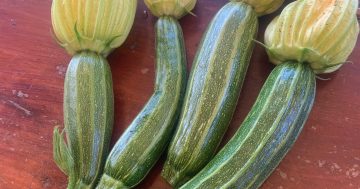 Notes from the Kitchen Garden: let's talk about zucchinis