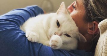 Keen-eyed social media users help avert 'cat-astrophe'