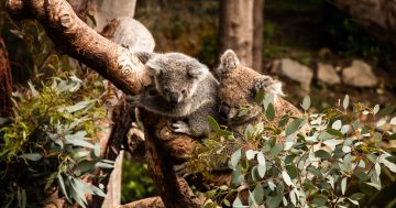 National Zoo's first koala joey named after social media search